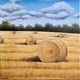Hay bales in the field