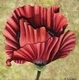 Red poppy 2