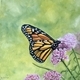 Monarch on milkweed