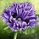 Purple papaver orientale