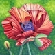 Scarlet Papaver Orientale
