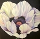 White Papaver Orientale